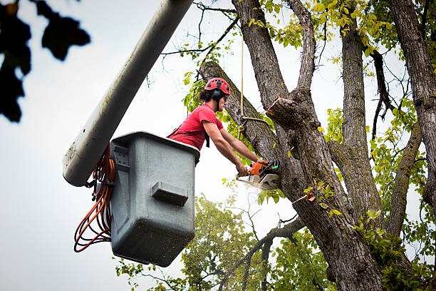 Best Tree Removal Services  in Verona, PA